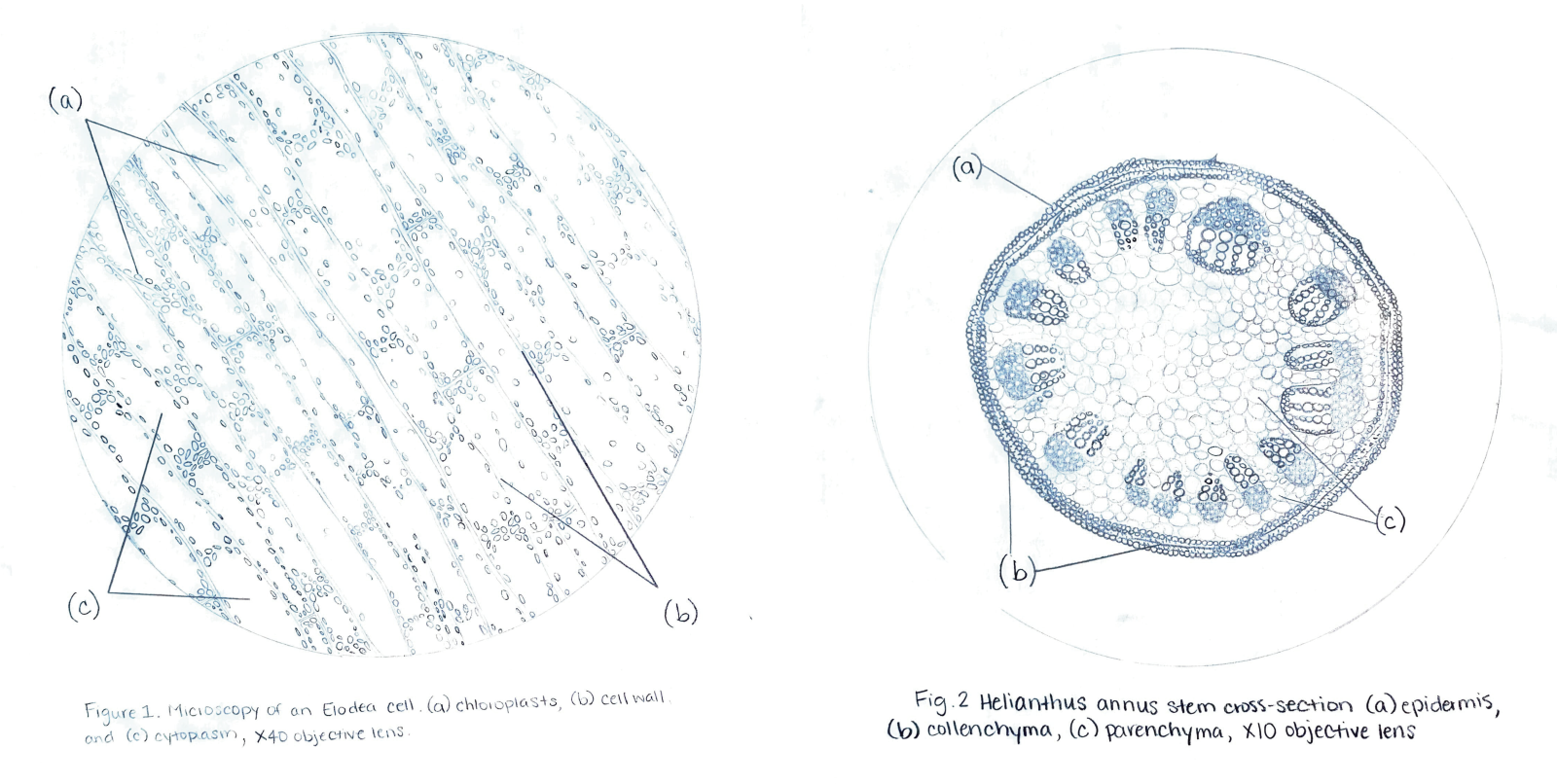 illustration in blue ink